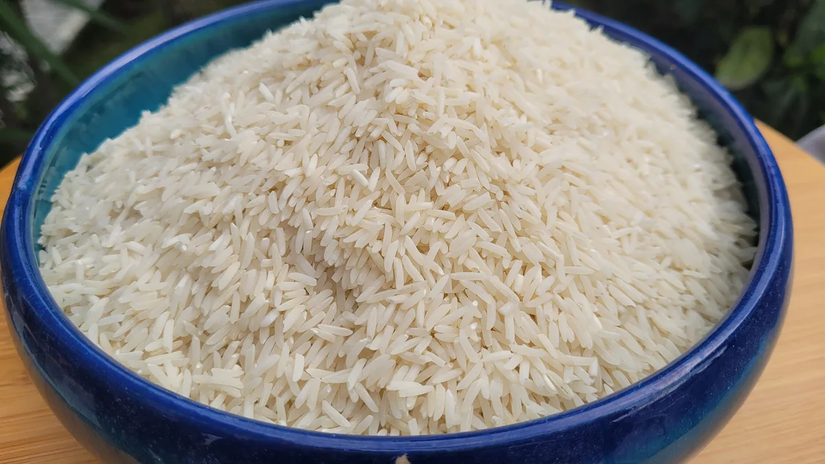 برنج شیرودی 2 خرید برنج شیرودی