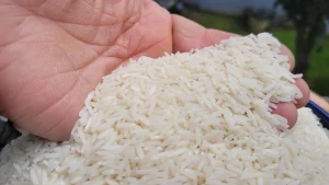 برنج شیرودی 4 خرید برنج شیرودی